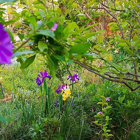 Mediterranean Olive Lemon-Alternative Pool&Garden Vamos Exterior foto