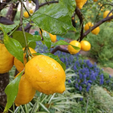 Mediterranean Olive Lemon-Alternative Pool&Garden Vamos Exterior foto