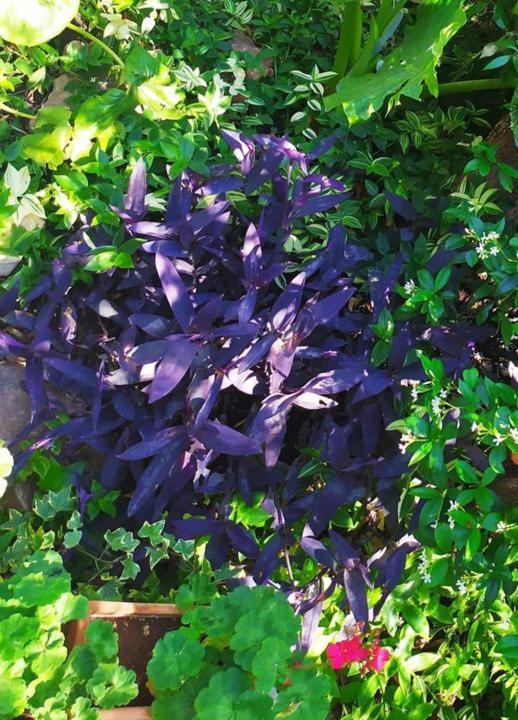 Mediterranean Olive Lemon-Alternative Pool&Garden Vamos Exterior foto