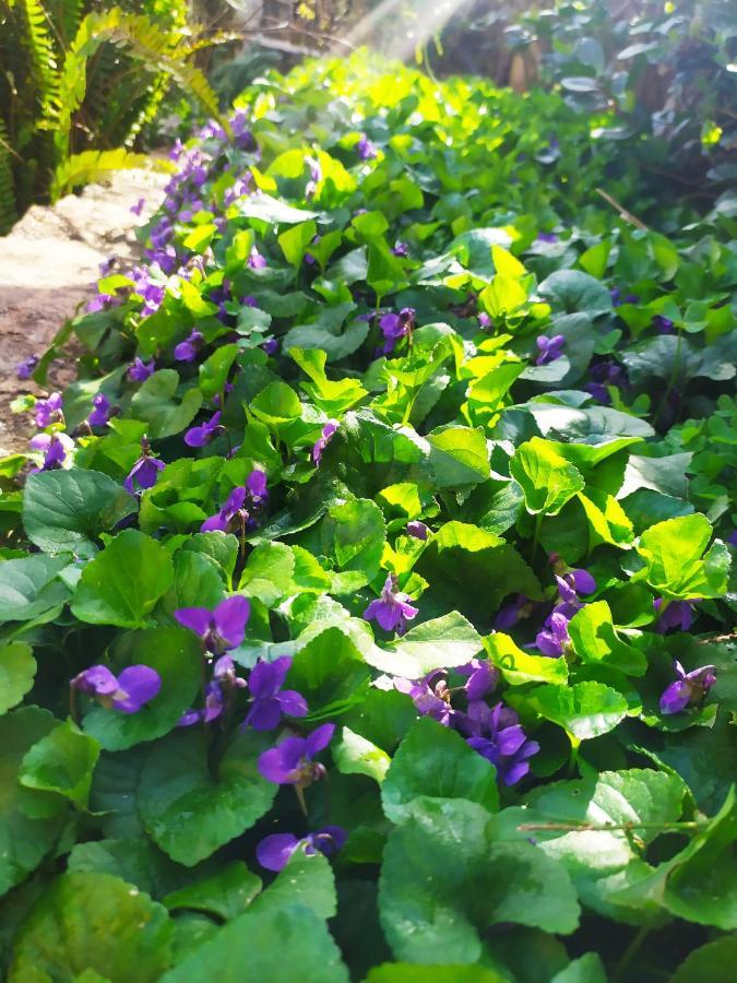 Mediterranean Olive Lemon-Alternative Pool&Garden Vamos Exterior foto