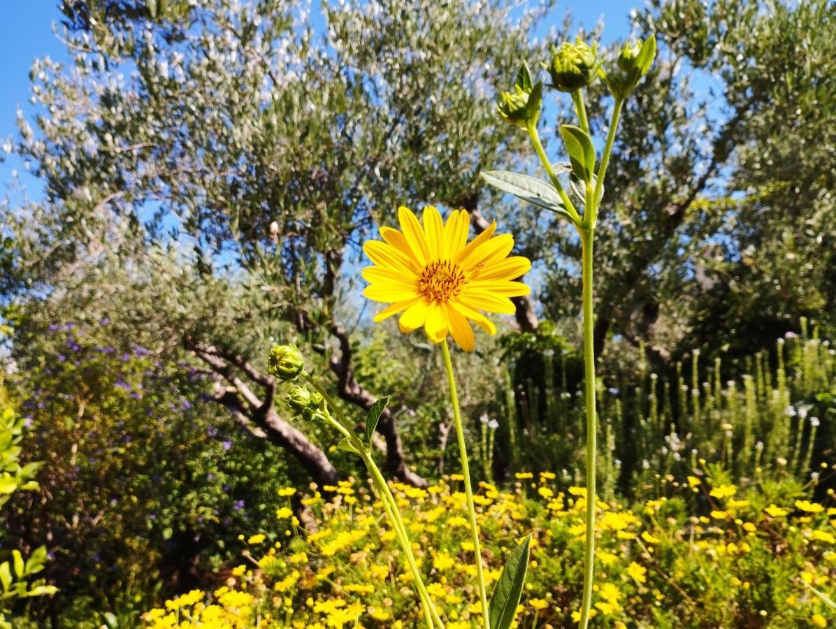 Mediterranean Olive Lemon-Alternative Pool&Garden Vamos Exterior foto