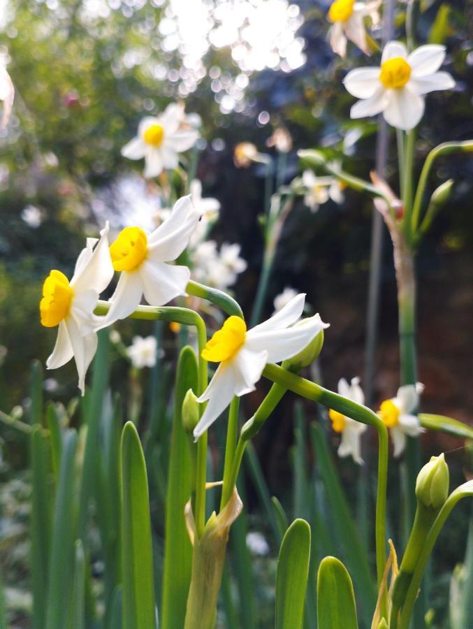 Mediterranean Olive Lemon-Alternative Pool&Garden Vamos Exterior foto