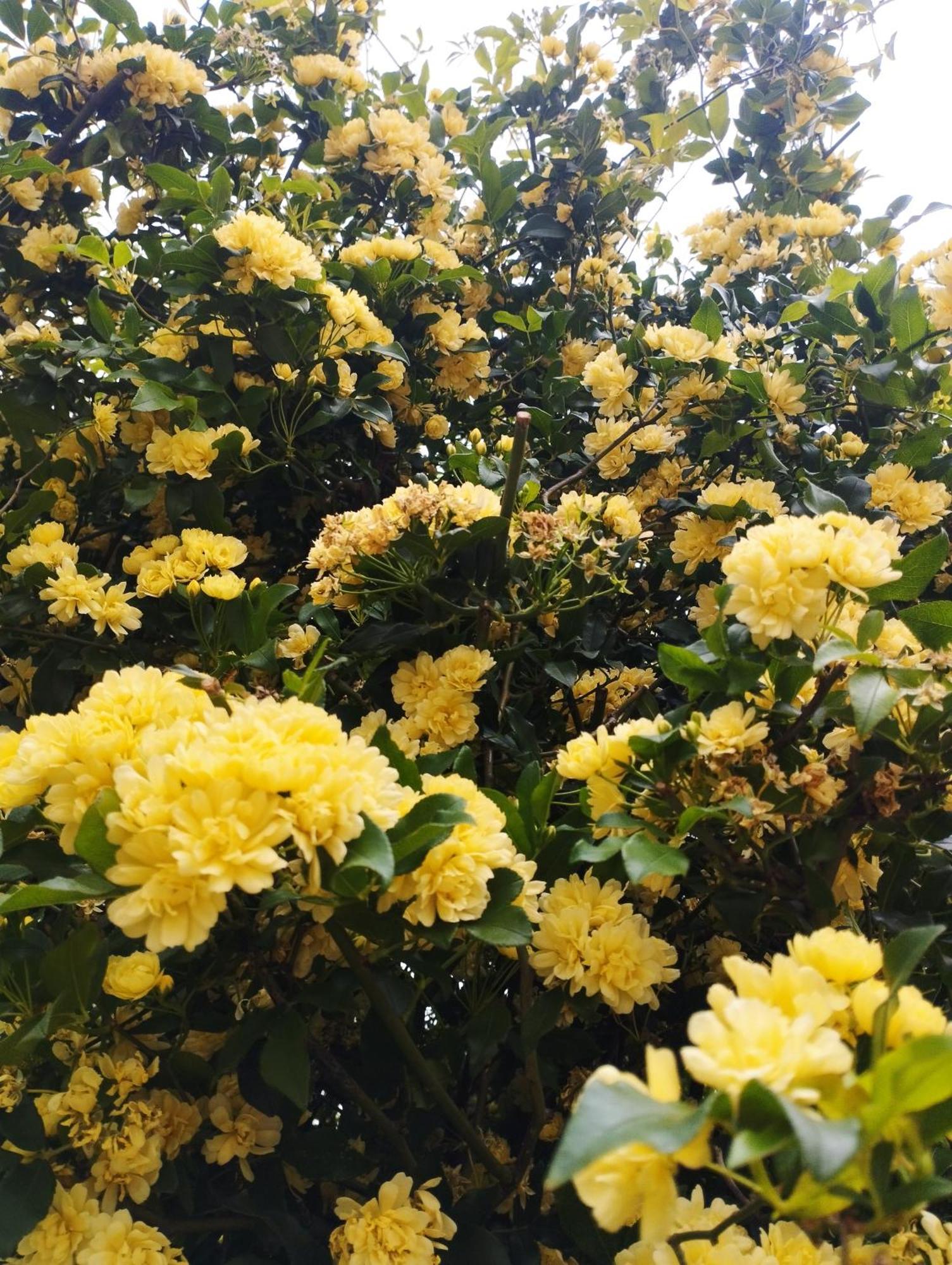 Mediterranean Olive Lemon-Alternative Pool&Garden Vamos Exterior foto
