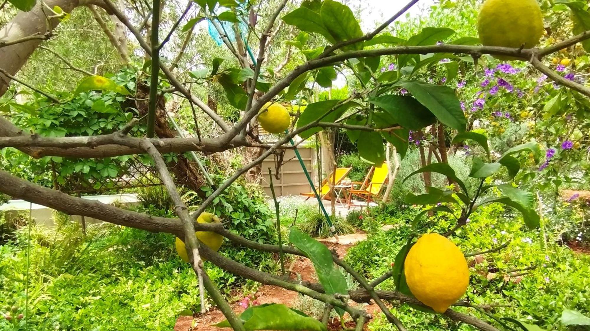Mediterranean Olive Lemon-Alternative Pool&Garden Vamos Zimmer foto
