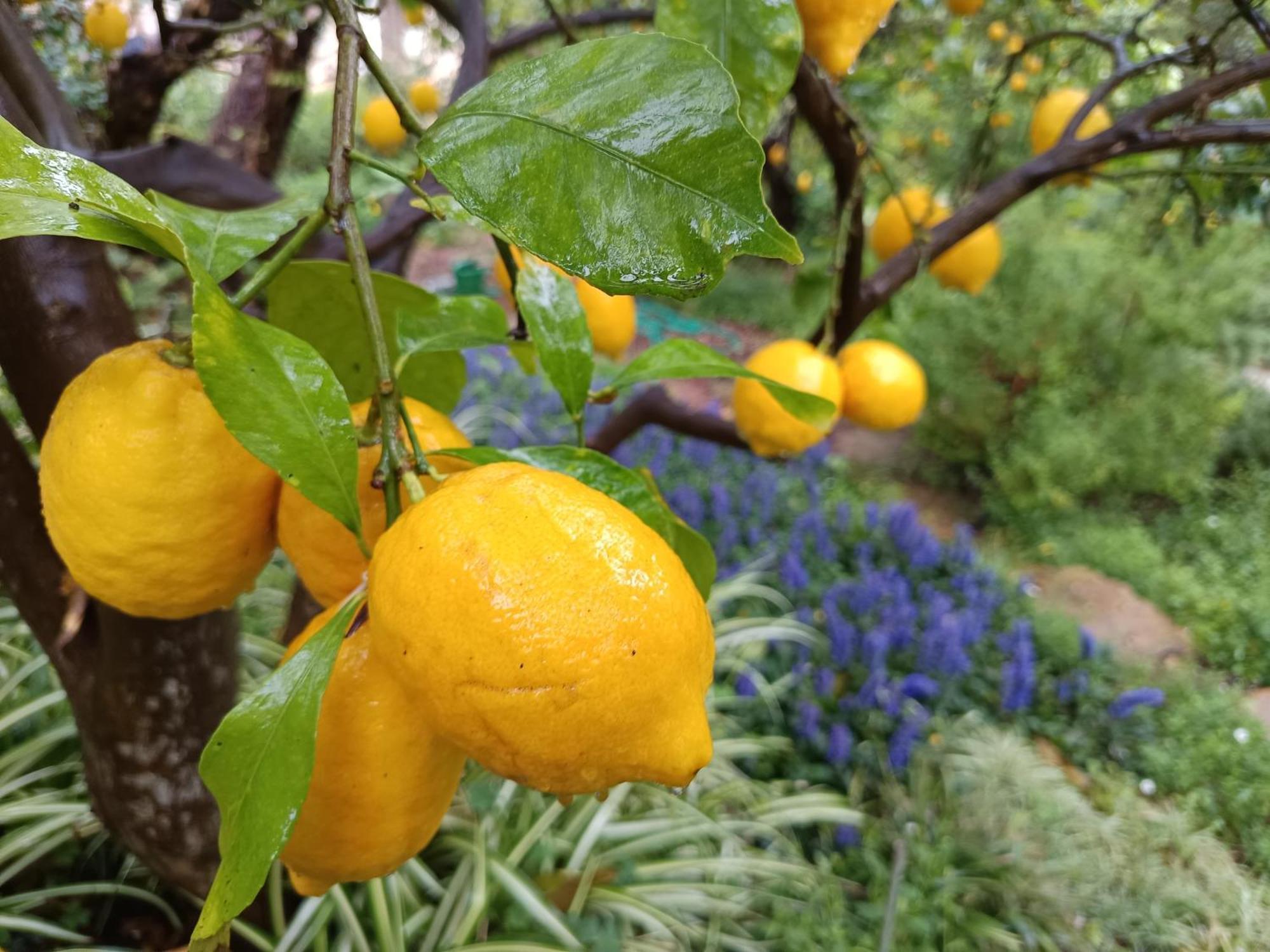 Mediterranean Olive Lemon-Alternative Pool&Garden Vamos Exterior foto